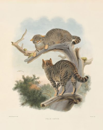  de Joseph Wolf