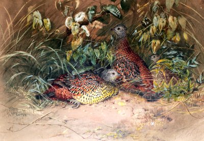 Spur-galinha de Hardwicke (Galloperdix lunulata), 1852-54 de Joseph Wolf