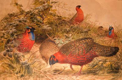Tragopan com chifres (Ceriornis satyra), c.1851-76 (wc e lápis sobre papel) de Joseph Wolf