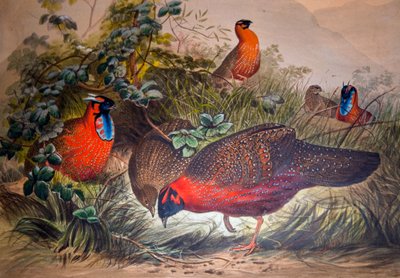 Tragopan com chifres, 1861 de Joseph Wolf