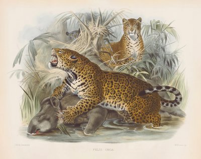  de Joseph Wolf