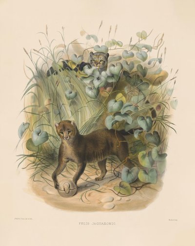  de Joseph Wolf
