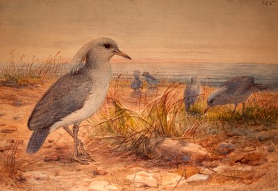 Kagu (Rhinochetus jubatus), c.1851-76 (wc e lápis sobre papel) de Joseph Wolf