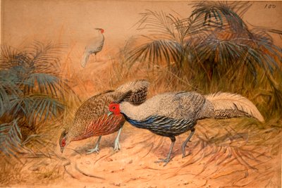 Kaleege Lineated (Euplpcamus lineatus), c.1851-76 (wc e lápis no papel) de Joseph Wolf