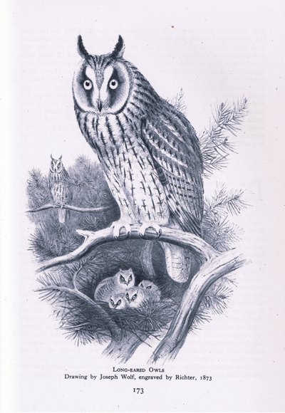 Long Eared Owl, Nature in Britain publicado por Collins, 1946 de Joseph Wolf