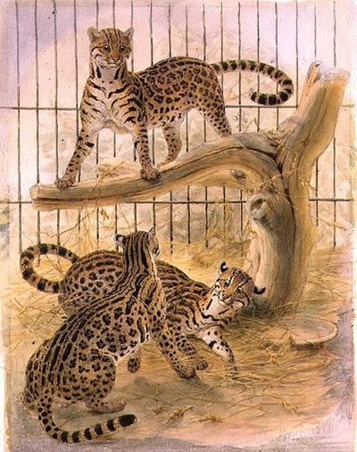 Ocelotes in a Cage de Joseph Wolf