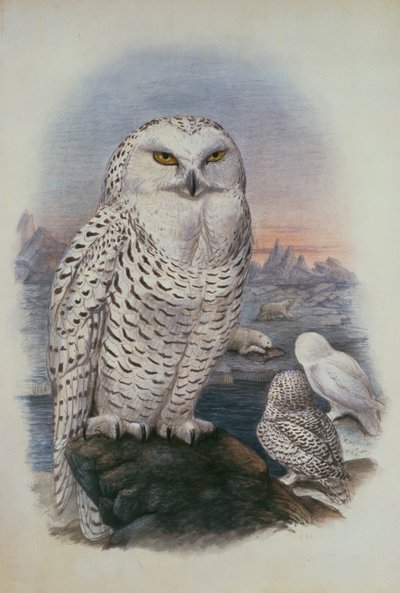 Snowy Owl, Nyctea Nivea (aquarela) de Joseph Wolf