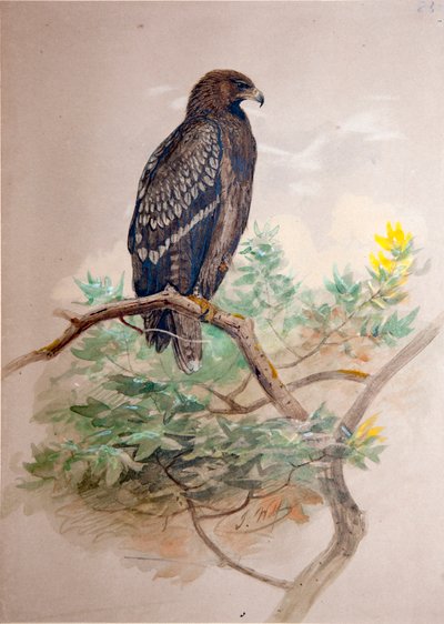 Águia-pintada (Aquila clanga), 1856-67 de Joseph Wolf