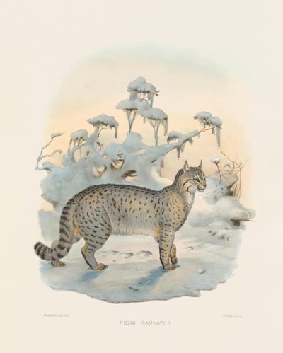  de Joseph Wolf