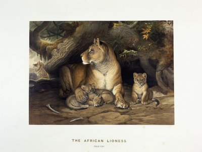 A leoa africana, c.1880-1883 de Joseph Wolf