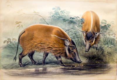O porco do rio Vermelho, 1865 de Joseph Wolf