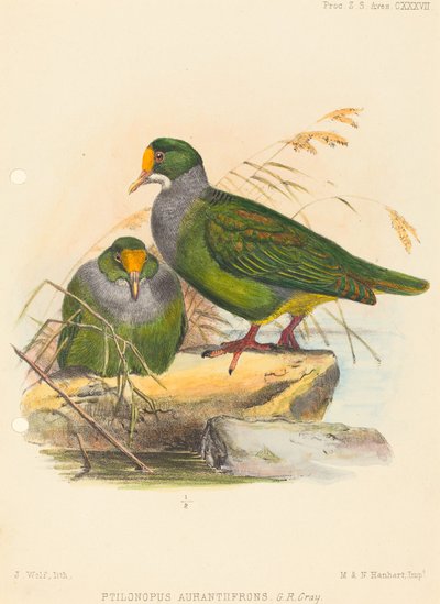 Dois pássaros (Ptilonopus Auranthfrons) de Joseph Wolf
