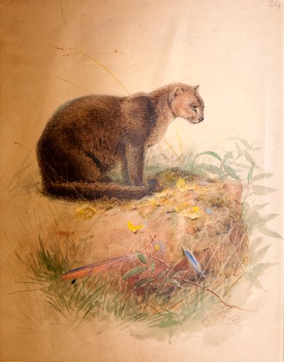 Gato Yaguarundi, 1851-69 de Joseph Wolf