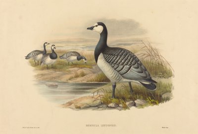Ganso Barnacle (Bernicla Leucopsis) de Joseph Wolf and H.C. Richter