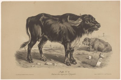 Búfalo Buffalo (título no objeto) Dierenstudies in twee soorten krijt (título da série) Estudo com dois lápis de Z. Gengembre (título da série) de Joseph Zephyris Gengembre
