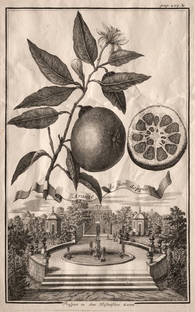 Nurnbergische Hesperides: Aranzo de fior double, 1714. de Joseph de Montalegre