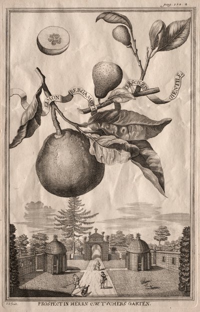 Nurnbergische Hesperides: Limon bergamot personzin gientile, 1714. de Joseph de Montalegre