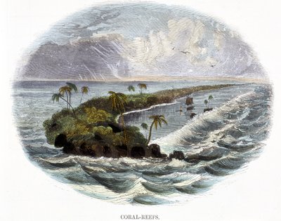 Recifes de Coral, de Fenômenos da Natureza, 1849 de Josiah Wood Whymper