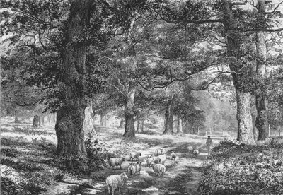 Na floresta de Sherwood, c1875. de Josiah Wood Whymper