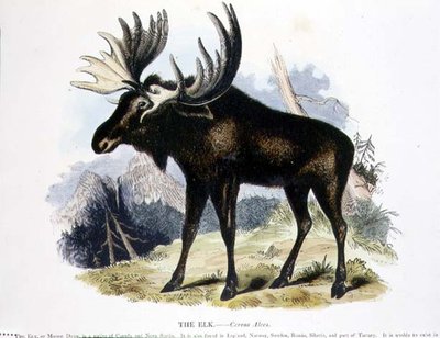 O pub de ilustração educacional Elk (Cervus alces), da Sociedade para a Promoção do Conhecimento Cristão de Josiah Wood Whymper