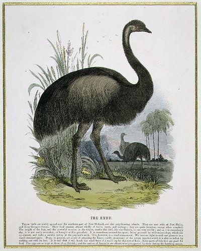 O Emu, pub de ilustração educacional. pela Sociedade para a Promoção do Conhecimento Cristão de Josiah Wood Whymper