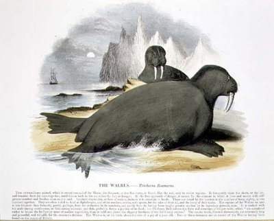 The Walrus (Trichecus rosmarus) pub de ilustração educacional pela Sociedade para a Promoção do Conhecimento Cristão de Josiah Wood Whymper