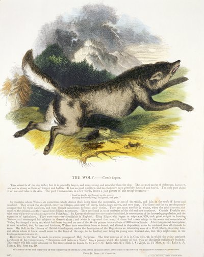 O pub de ilustração educacional lobo (Canis lupus). pela Sociedade para a Promoção do Conhecimento Cristão, 1843 (aquatint) de Josiah Wood Whymper