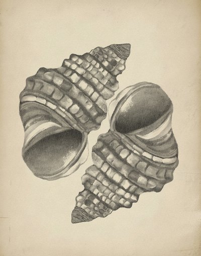 Conchas em espiral detalhadas de Josie George