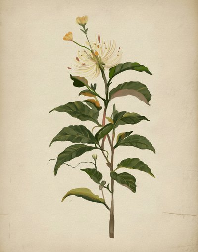 Elegante Flor Botânica de Josie George