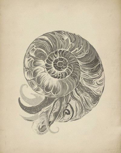 A intrincada espiral do nautilo de Josie George