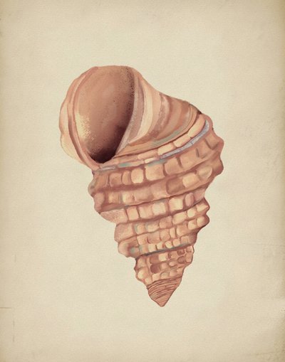 Estudo sobre conchas em espiral de Josie George