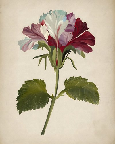 Flor de gerânio vibrante de Josie George