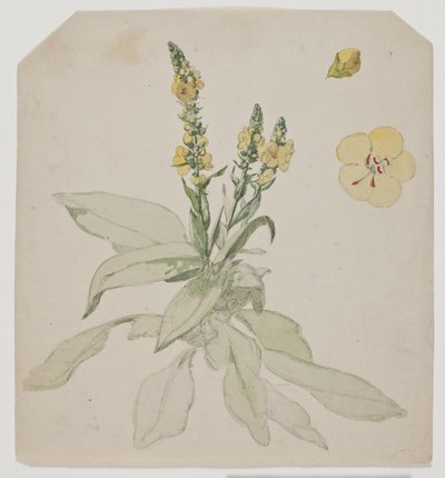 Blooming King Candle (sala de verbos) de Jørgen Roed