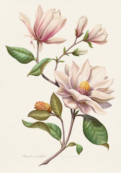 Flores de magnólia coradas de Juan Hernaz