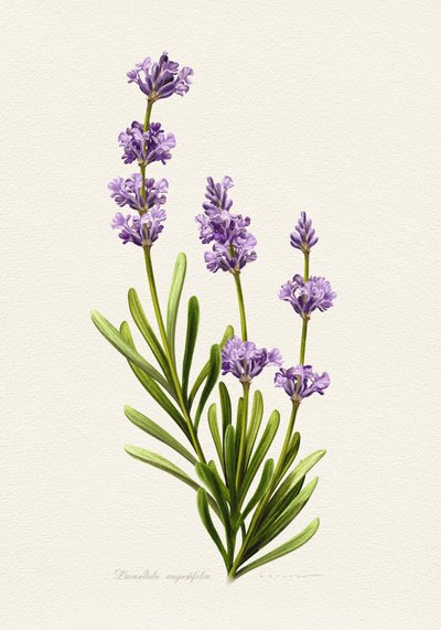 Elegante Lavanda Botânica de Juan Hernaz