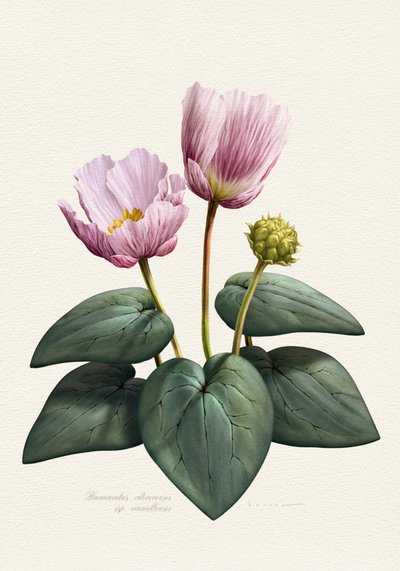 Flores botânicas elegantes em tons de rosa de Juan Hernaz