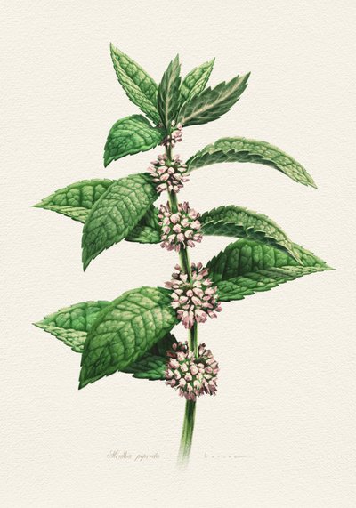Hortelã em flor (Botanical) de Juan Hernaz