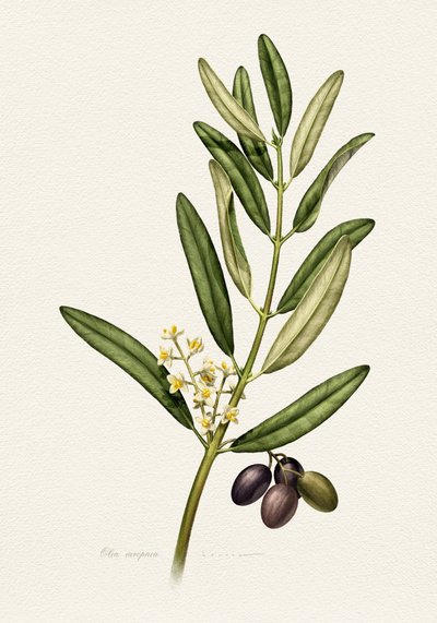 Ramo de oliveira com frutos de Juan Hernaz