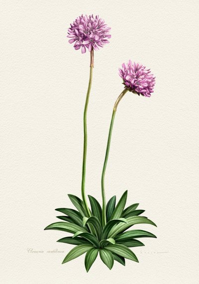 Flor botânica roxa de Juan Hernaz