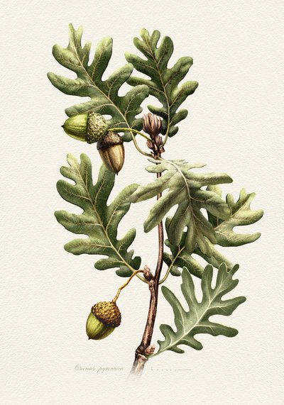 Arte botânica do carvalho-dos-Pirenéus de Juan Hernaz