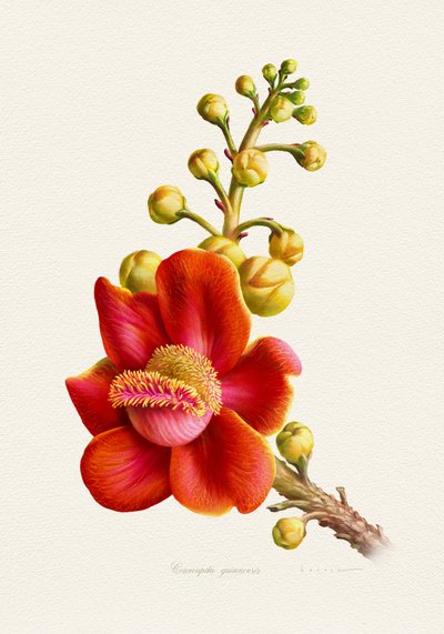 Flor-bala vibrante de Juan Hernaz
