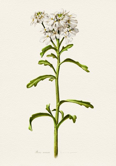 Candytuft Branco - Descrição botânica de Juan Hernaz