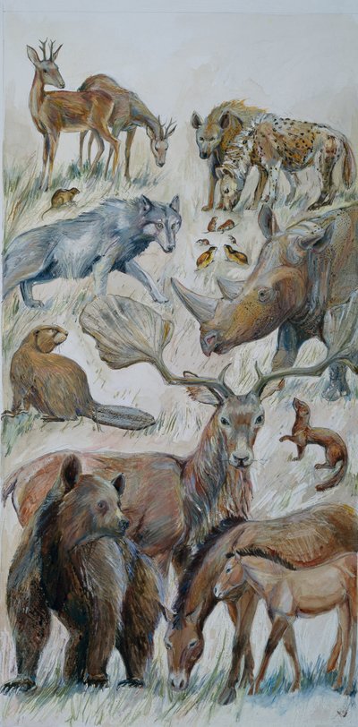 Animais de Boxgrove identificados por escavação (aguarela sobre papel) de Judith Dobie