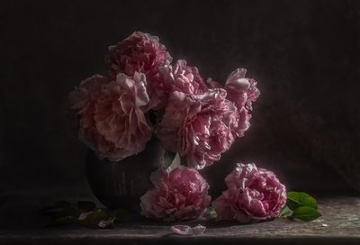 Peónias rosa-escuro de Judy Tseng
