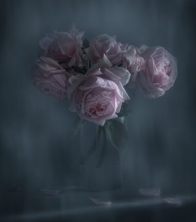 Rosas Rosa Melancólicas de Judy Tseng