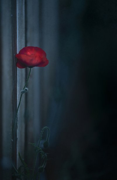  de Judy Tseng