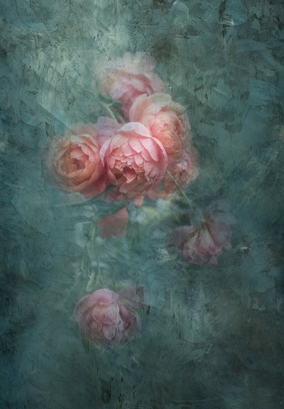 Rosas Suaves e Melancólicas de Judy Tseng