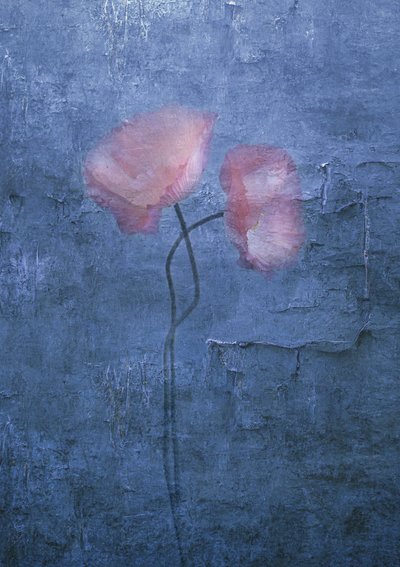 Papoilas Rosa Suave de Judy Tseng