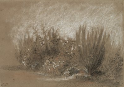 Genets et Ronces (Broom and Brambles) de Jules Dupré