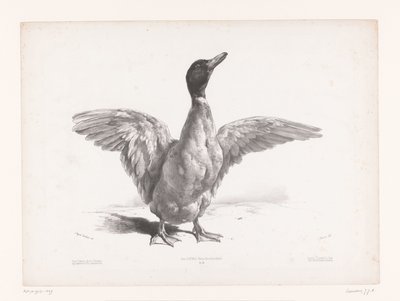 Estudo de um pato com asas abertas
Estudos com animais (título da série)
Petites études d